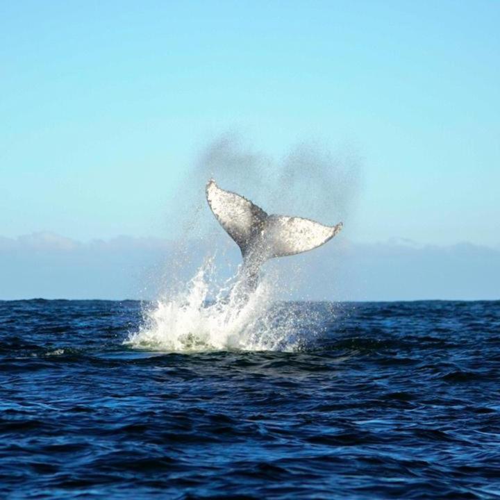 Vertientes De Pumillahue, Chiloe Villa Exteriör bild
