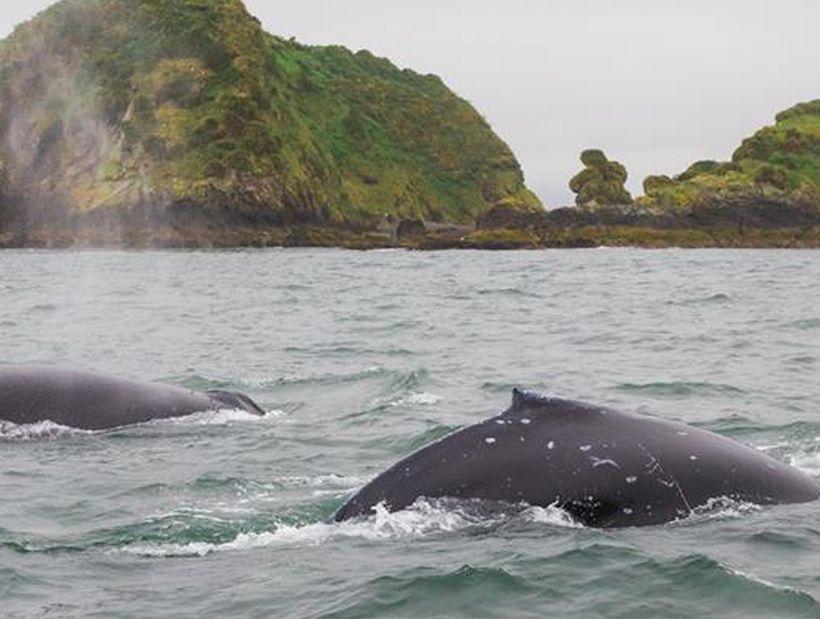 Vertientes De Pumillahue, Chiloe Villa Exteriör bild